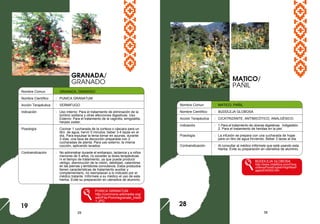 29 38
Nombre Comun : GRANADA, GRANADO
Nombre Científico : PUNICA GRANATUM
Acción Terapéutica : VERMIFUGO
Indicación : Uso Interno: Para el tratamiento de eliminación de la
lombriz solitaria y otras afecciones digestivas. Uso
Externo: Para el tratamiento de la vaginitis, amigdalitis,
herpes zoster.
Posología : Cocinar 1 cucharada de la corteza o cáscara para un
litro de agua, hervir 5 minutos: beber 3-4 tazas en el
día. Para expulsar la tenia tomar en ayunas, durante
3 días, una taza de decocción preparada con 2
cucharadas de planta. Para uso externo, la misma
cocción, aplicando lavados.
Contraindicación : No administrar durante el embarazo, lactancia y a niños
menores de 5 años; no exceder la dosis terapéuticas
ni el tiempo de tratamiento, ya que puede producir
vértigo, disminución de la visión, debilidad, calambres
en las piernas y temblores convulsivos. Estos productos
tienen características de tratamiento auxiliar y
complementario, no reemplazan a lo indicado por el
médico tratante. Infórmele a su médico el uso de esta
hierba. Evite su preparación en utensilios de aluminio.
PUNICA GRANATUM
http://commons.wikimedia.org/
wiki/File:Pommegranate_tree0
1.JPG
MATICO/
PAÑIL
19
Nombre Comun : MATICO, PAÑIL
Nombre Científico : BUDDLEJA GLOBOSA
Acción Terapéutica : CICATRIZANTE, ANTIMICÓTICO, ANALGÉSICO.
Indicación : 1.Para el tratamiento de úlceras digestivas. Indigestión.
2. Para el tratamiento de heridas en la piel.
Posología : La infusión se prepara con una cucharada de hojas
para un litro de agua hirviendo. Beber 3 tazas al día.
Contraindicación : Al consultar al médico infórmele que está usando esta
hierba. Evite su preparación en utensilios de aluminio.
BUDDLEJA GLOBOSA
http://www.chileflora.com/Flora
chilena/FloraEnglish/HighResP
ages/EH0303.htm
GRANADA/
GRANADO
28
 