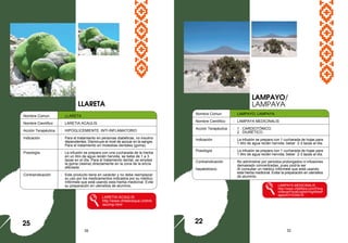 35 32
Nombre Comun : LLARETA
Nombre Científico : LARETIA ACAULIS
Acción Terapéutica : HIPOGLICEMIENTE, INTI-INFLAMATORIO
Indicación : Para el tratamiento en personas diabéticas, no insulino
dependientes. Disminuye el nivel de azúcar en la sangre.
Para el tratamiento en molestias dentales (goma).
Posología : La infusión se prepara con una cucharada de la hierba
en un litro de agua recién hervida, se bebe de 1 a 3
tazas en el día. Para el tratamiento dental, se emplea
la goma (resina) directamente en la zona de la encía
afectada.
Contraindicación : Este producto tiene en carácter y no debe reemplazar
su uso por los medicamentos indicados por su médico;
Infórmele que está usando esta hierba medicinal. Evite
su preparación en utensilios de aluminio.
LARETIA ACAULIS
http://www.chilebosque.cl/shrb
/acomp.html
LAMPAYO/
LAMPAYA
25
Nombre Comun : LAMPAYO, LAMPAYA
Nombre Científico : LAMPAYA MEDICINALIS
Acción Terapéutica : 1 . CARDIOTÓNICO.
2 . DIURÉTICO.
Indicación : La infusión se prepara con 1 cucharada de hojas para
1 litro de agua recién hervida; beber 2-3 tazas al día.
Posología : La infusión se prepara con 1 cucharada de hojas para
1 litro de agua recién hervida; beber 2-3 tazas al día.
Contraindicación : No administrar por periodos prolongados ni infusiones
demasiado concentradas, pues podría ser
hepatotóxico. Al consultar un médico infórmele que está usando
esta hierba medicinal. Evitar la preparación en utensilios
de aluminio.
LAMPAYA MEDICINALIS
http://www.chileflora.com/Flora
chilena/FloraEnglish/HighResP
ages/EH1234A.ht
LLARETA
22
 