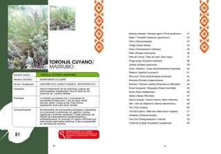 Naranjo amargo / Naranjo agrio (Citrus aurantium) 31
Natre / Tomatillo (Solanum ligustrinum) 32
Olivo (Olea europaea) 33
Ortiga (Urtica dioica) 34
Paico (Chenopodium chilense) 35
Palto (Persea americana) 36
Pelo de choclo / Pelo de maíz (Zea mays) 37
Pingo-pingo (Ephedra chilensis) 38
Quillay (Quillaja saponaria) 39
Quilo / Mollaco / Voqui (Muehlenbeckia hastulata) 40
Retamo (Spartium junceum) 41
Rica-rica / Kore (Acantholippia punensis) 42
Romaza (Rumex conglomeratus) 43
Romero / Romero castilla (Rosmarinus officinalis) 44
Rosa mosqueta / Mosqueta (Rosa moschata) 45
Ruda (Ruta chalepensis) 46
Salvia (Salvia officinalis) 47
Sauce amargo / Sauce chileno (Salix chilensis) 48
Sen / Sen de Alejandría (Senna alexandrina) 49
Tilo (Tilia cordata) 50
Toronjil cuyano / Marrubio (Marrubium vulgare) 51
Verbena (Verbena litoralis) 52
Vira-vira (Pseugnaphalium viravira) 53
Yerba de la plata (Equisetum bogotense) 54
61 6
Nombre Comun : TORONJIL CUYANO, MARRUBIO
Nombre Científico : MARRUBIEM VULGARE
Acción Terapéutica : DIAFORÉTICO, EXPECTORANTE, ANTIPIERÉTICO
Indicación : Para el tratamiento de los síntomas y signos del
enfermedades respitarotias. Para el alivio de los
síntomas de cuadros febriles.
Posología : La infusión se prepara con 1 cucharada de
sumidades floridas para 1 litro de agua recién
hervida; beber 3 tazas al día; Esta misma
preparación sirve para lavar heridas.
Contraindicación : No administrar vía oral durante el embarazo. Administrar
con precaución a personas con gastritis, úlceras
digestivas y arritmias cardíacas. Puede potenciar los
efectos de medicamentos hipoglicemiantes y
antihipertensivos. Al consultar un médico infórmele que
está usando esta hierba medicinal. Evite su preparación
en utensilios de aluminio.
MARRUBIEM VULGARE
http://www.todoplantas.net/plantas_me
dicinales/ver_planta.jsp?id=11279433
72640
TORONJIL CUYANO/
MARRUBIO
51
 