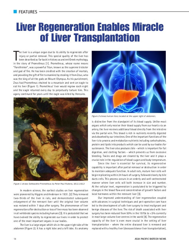Liver Regeneration Enables Miracle of Liver Transplantation