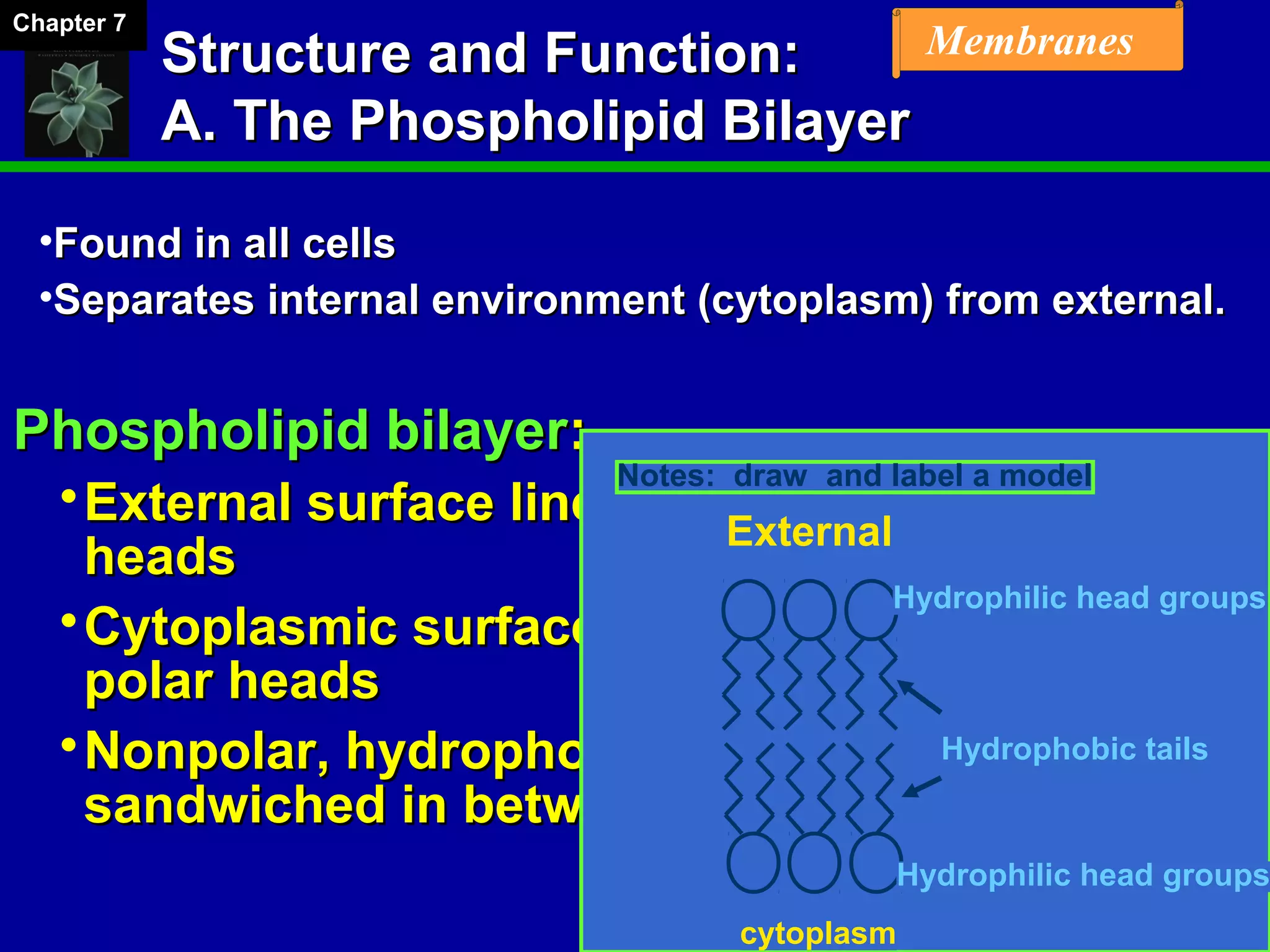 Chapter 07 Membrane Structure and Function | PPT | Chemistry | Science