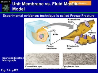 Chapter 07 Membrane Structure and Function | PPT