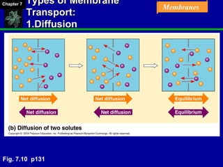 Chapter 07 Membrane Structure and Function | PPT