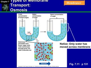 Chapter 07 Membrane Structure and Function | PPT