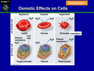 Chapter 07 Membrane Structure and Function | PPT