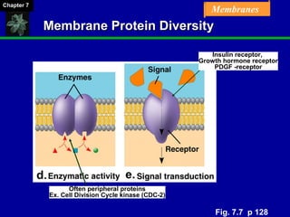 Chapter 07 Membrane Structure and Function | PPT