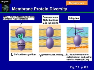 Chapter 07 Membrane Structure and Function | PPT