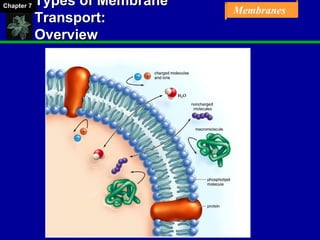 Chapter 07 Membrane Structure and Function | PPT