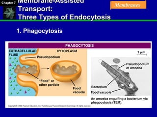 Chapter 07 Membrane Structure and Function | PPT