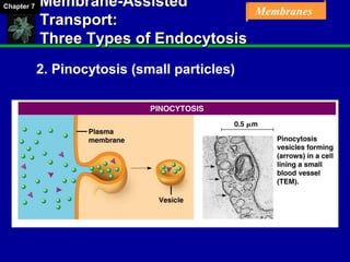 Chapter 07 Membrane Structure and Function | PPT