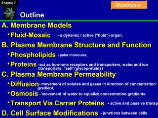 Chapter 07 Membrane Structure and Function | PPT