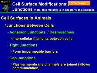 Chapter 07 Membrane Structure and Function | PPT