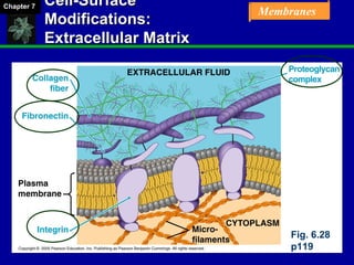 Chapter 07 Membrane Structure and Function | PPT