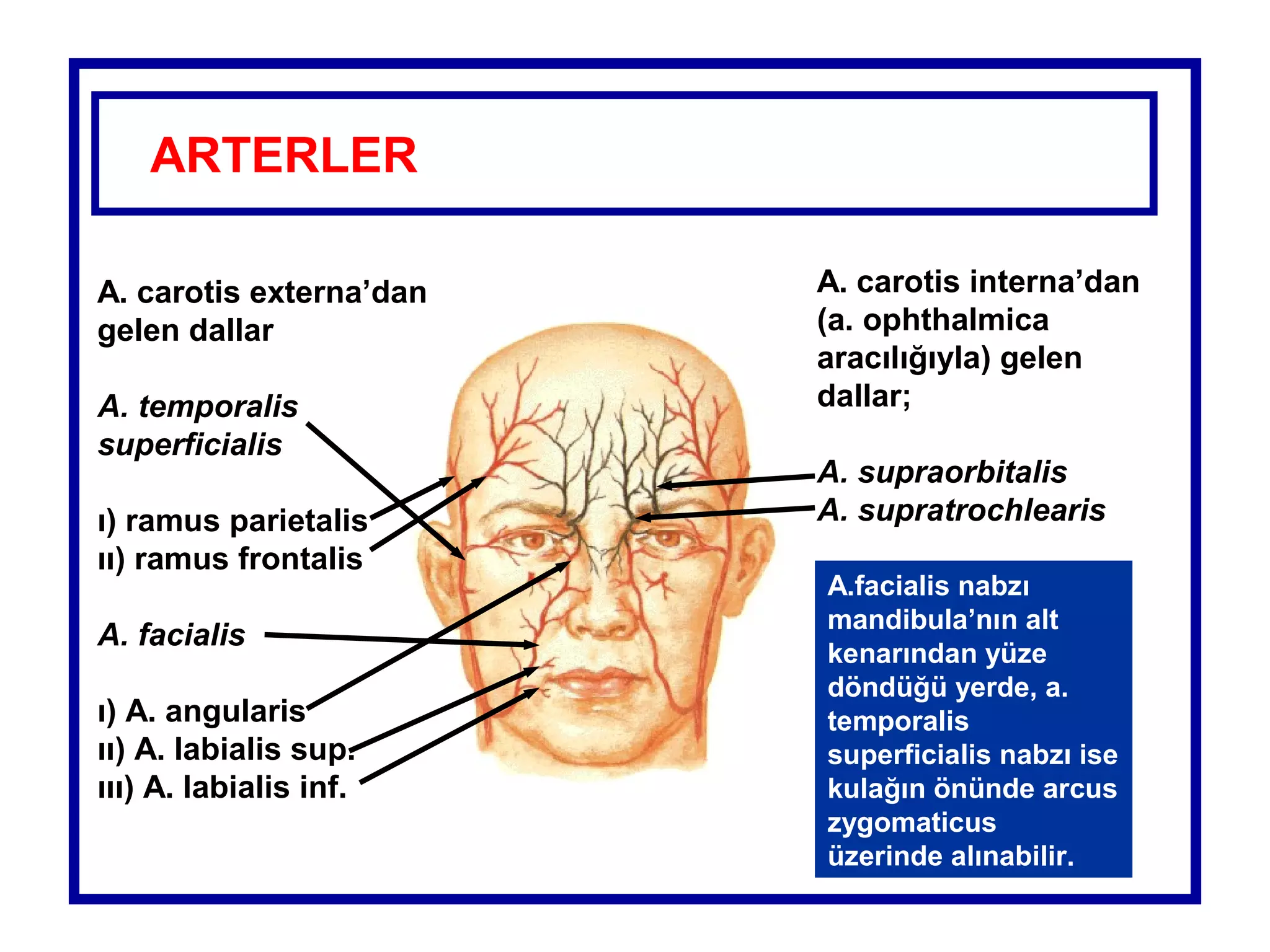 Yüz anatomisi (fazlası için www.tipfakultesi.org) | PPT
