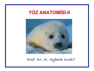YÜZ ANATOMİSİ-II
Prof. Dr. M. Ayberk KURT
 