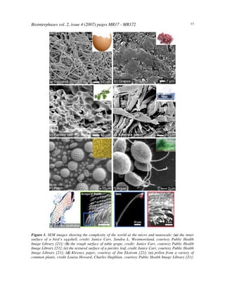 Biointerphases vol. 2, issue 4 (2007) pages MR17 - MR172 13
Figure 1. SEM images showing the complexity of the world at the micro and nanoscale: (a) the inner
surface of a bird’s eggshell, credit: Janice Carr, Sandra L. Westmoreland, courtesy Public Health
Image Library [21]; (b) the rough surface of table grape, credit: Janice Carr, courtesy Public Health
Image Library [21]; (c) the textured surface of a parsley leaf, credit Janice Carr, courtesy Public Health
Image Library [21]; (d) Kleenex paper, courtesy of Jim Ekstrom [22]; (e) pollen from a variety of
common plants, credit Louisa Howard, Charles Daghlian, courtesy Public Health Image Library [21];
 