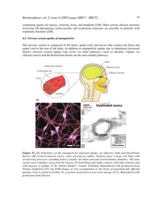 Biointerphases vol. 2, issue 4 (2007) pages MR17 - MR172 60
contrasting agents are nausea, vomiting, hives, and headache [248]. More serious adverse reactions
involving life-threatening cardiovascular and respiratory reactions are possible in patients with
respiratory disorders [248].
4.3. Nervous system uptake of nanoparticles
The nervous system is composed of the brain, spinal cord, and nerves that connect the brain and
spinal cord to the rest of the body. In addition to nanoparticle uptake due to inhalation (discussed
below), nervous system uptake may occur via other pathways (such as dermal). Uptake via
olfactory nerves and the blood-brain-barrier are the most studied pathways.
Figure 31. (a) Schematics of the nanoparticles neuronal uptake via olfactory bulb and blood-brain
barrier. (b) Cortical neurons (nerve cells) growing in culture. Neurons have a large cell body with
several long processes extending from it, usually one thick axon and several thinner dendrites. The axon
carries nerve impulses away from the neuron. Its branching ends make contacts with other neurons and
with muscles or glands. © Dr. Dennis Kunkel / Visuals Unlimited. Reproduced with permission from
Visuals Unlimited [25]. (c) TEM images of iron accumulation in the brain of neurologically affected
patients. Iron is stored in ferittin, Ft, a protein involved in excess iron storage [171]. Reproduced with
permission from Elsevier.
 