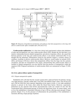 Biointerphases vol. 2, issue 4 (2007) pages MR17 - MR172 66
Figure 33. Diagram of hypothetical mechanisms and pathways that link nanoparticles in the lung with
adverse cardiovascular effects (modified after [49] and [117]).
Cardiovascular malfunction. It is clear from clinical and experimental evidence that inhalation
of nano and microparticles can cause cardiovascular effects [262]. Despite the fact that there is an
intuitive relationship between inhaled nanoparticles and adverse respiratory effects, the causal link
between particles in the lung and cardiovascular effects is not entirely understood [49]. It was
thought that the pulmonary inflammation caused by the particles triggers a systemic release of
cytokines, resulting in adverse cardiovascular effects. However, recent studies on animals [145],
[263], and humans [194] have shown that nanoparticles diffuse from the lungs into the systemic
circulation, and then are transported to the organs, demonstrating that cardiovascular effects of
instilled or inhaled nanoparticles can arise directly from the presence of nanoparticles within the
organism [188]. Proposed mechanisms of cardiovascular effects are summarized in Figure 33 [49],
[117].
4.6. Liver, spleen, kidneys uptake of nanoparticles
4.6.1. Organs nanoparticles uptake
Endothelial cells (cells that line the vascular system) form a physical barrier for particles, having
very tight junctions, typically smaller than 2 nm [264]. Nevertheless larger values, from 50 nm [51]
up to 100 nm [264] have been reported, depending on the organ or tissue. A very tight endothelial
junction is present in the brain, often called the blood brain barrier. However, experiments
performed on rats injected with ferritin macromolecules (with size around 10 nm) into the
cerebrospinal fluid, demonstrated passage of ferritin into deep brain tissue. In certain organs, such
as liver, the endothelium is fenestrated with pores of up to 100 nm, allowing easier passage of larger
particles (Figure 34 a). In the presence of inflammation the permeability of the endothelium is
increased, allowing a larger passage of particle.
 