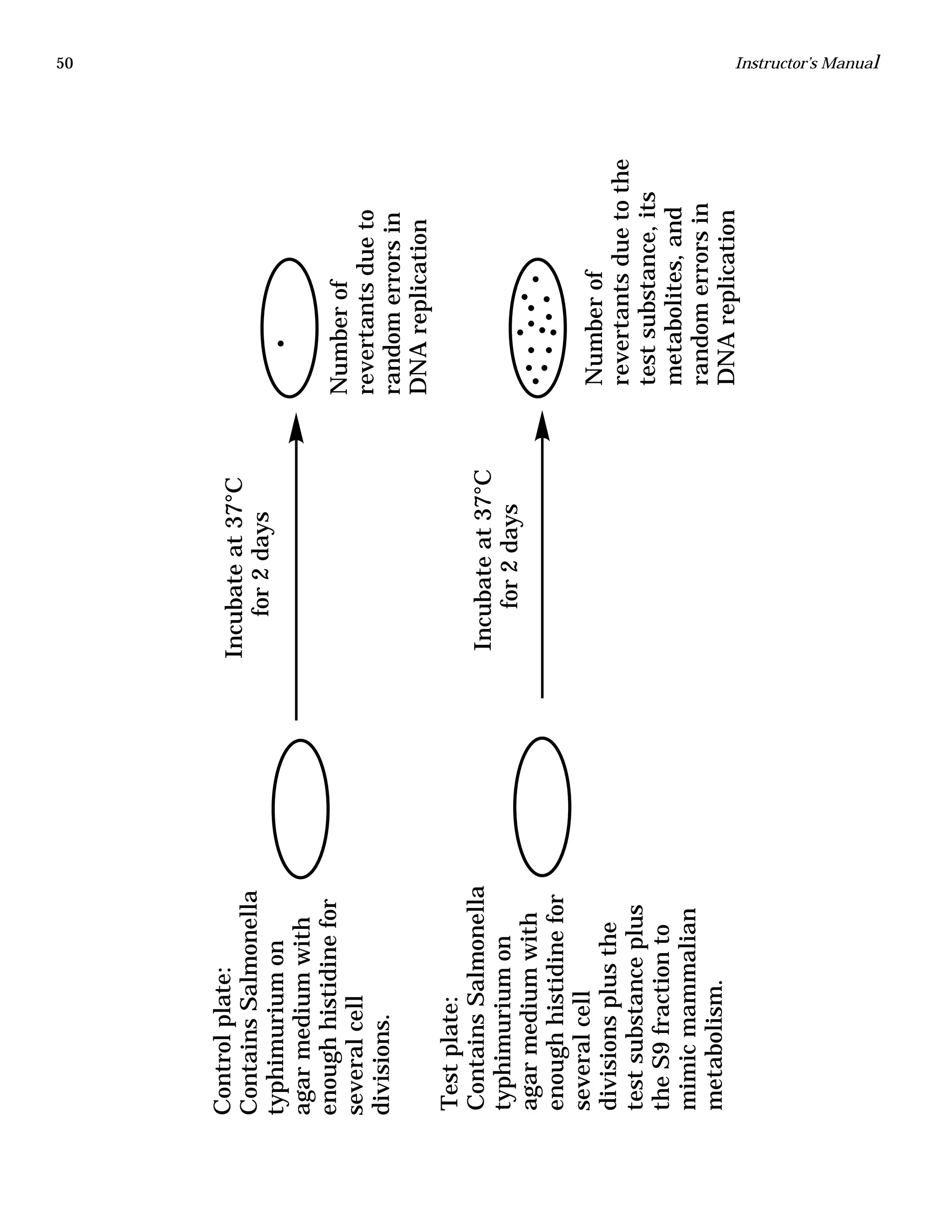 50 Instructor’s Manual
Controlplate:
ContainsSalmonella
typhimuriumon
agarmediumwith
enoughhistidinefor
severalcell
divisions.
Testplate:
ContainsSalmonella
typhimuriumon
agarmediumwith
enoughhistidinefor
severalcell
divisionsplusthe
testsubstanceplus
theS9fractionto
mimicmammalian
metabolism.
Numberof
revertantsdueto
randomerrorsin
DNAreplication
Numberof
revertantsduetothe
testsubstance,its
metabolites,and
randomerrorsin
DNAreplication
Incubateat37°C
for2days
Incubateat37°C
for2days
 