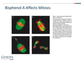 Bisphenol A Affects Mitosis
 