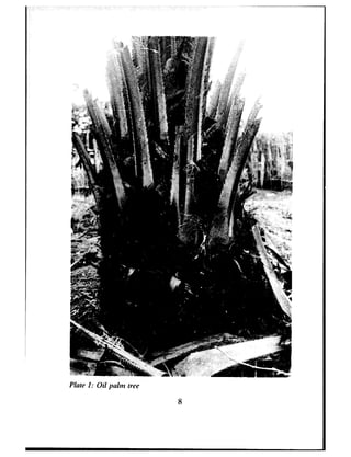 Plate J: Oil pcilm tree
8
 