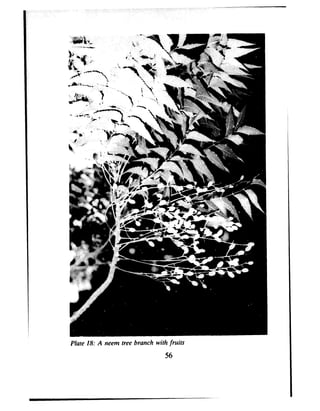 Plate 18: A neem tree branch with fruits
56
 