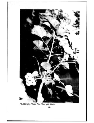 PLATE 20: Physic Nut Plarlt with Fruits.
60
 