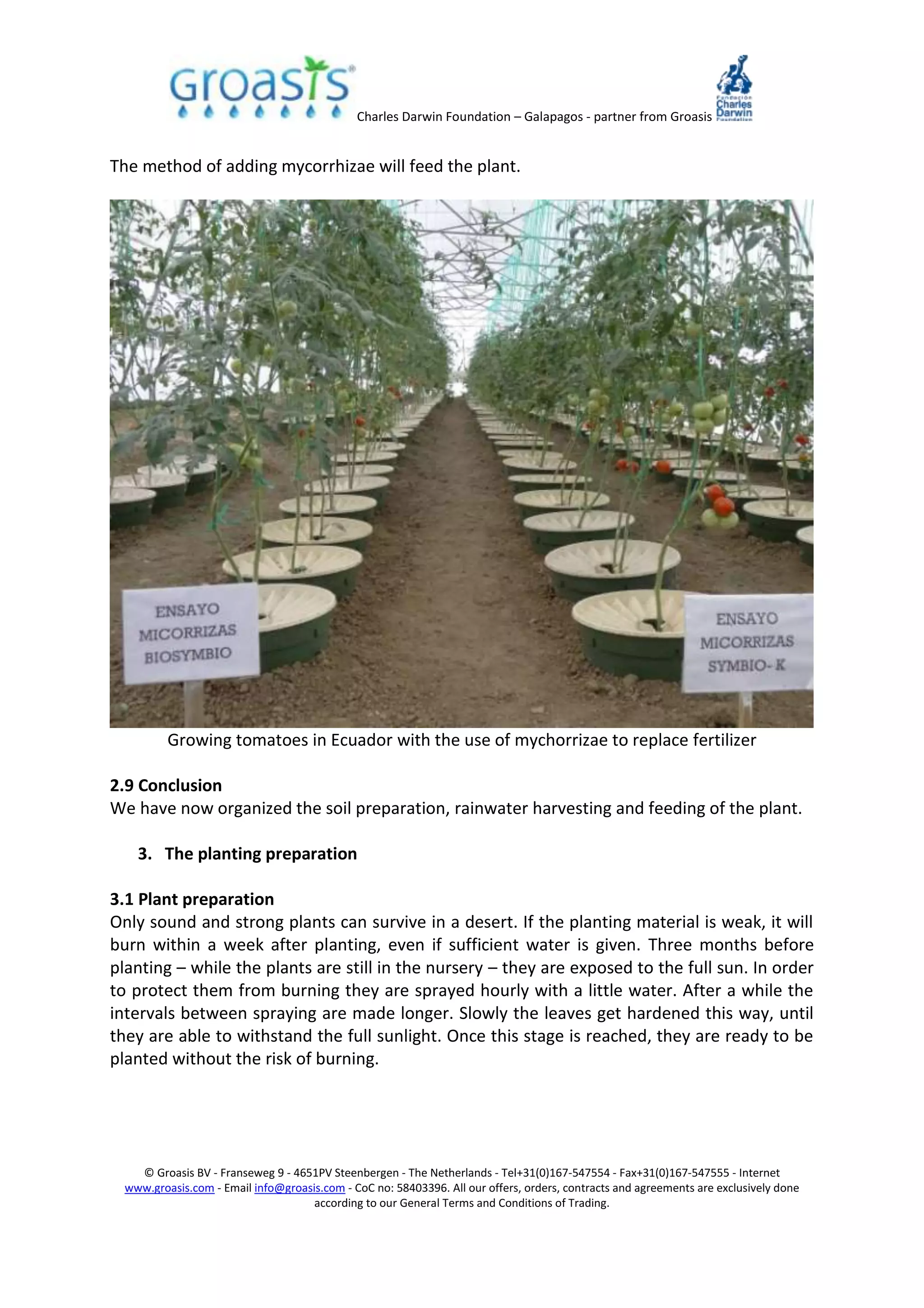 Charles Darwin Foundation – Galapagos - partner from Groasis
© Groasis BV - Franseweg 9 - 4651PV Steenbergen - The Netherlands - Tel+31(0)167-547554 - Fax+31(0)167-547555 - Internet
www.groasis.com - Email info@groasis.com - CoC no: 58403396. All our offers, orders, contracts and agreements are exclusively done
according to our General Terms and Conditions of Trading.
The method of adding mycorrhizae will feed the plant.
Growing tomatoes in Ecuador with the use of mychorrizae to replace fertilizer
2.9 Conclusion
We have now organized the soil preparation, rainwater harvesting and feeding of the plant.
3. The planting preparation
3.1 Plant preparation
Only sound and strong plants can survive in a desert. If the planting material is weak, it will
burn within a week after planting, even if sufficient water is given. Three months before
planting – while the plants are still in the nursery – they are exposed to the full sun. In order
to protect them from burning they are sprayed hourly with a little water. After a while the
intervals between spraying are made longer. Slowly the leaves get hardened this way, until
they are able to withstand the full sunlight. Once this stage is reached, they are ready to be
planted without the risk of burning.
 
