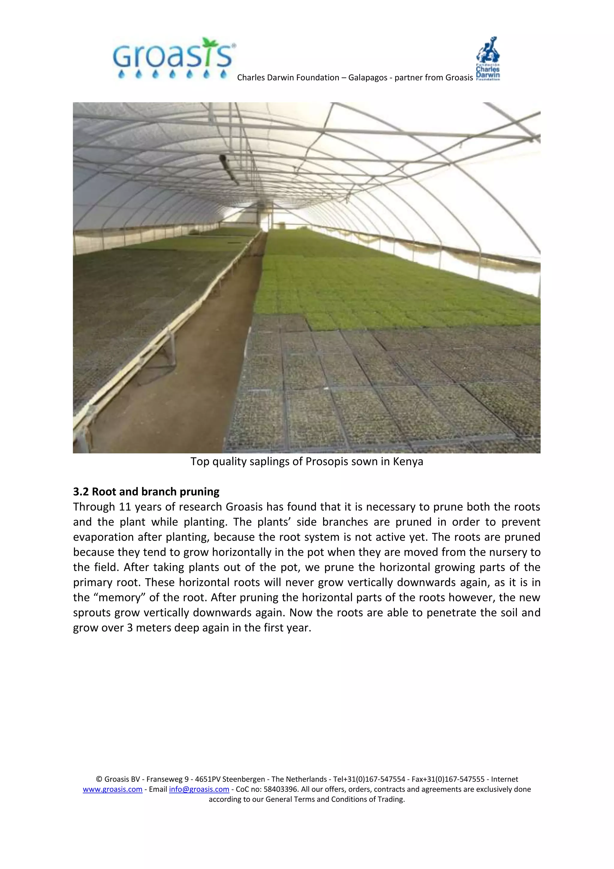 Charles Darwin Foundation – Galapagos - partner from Groasis
© Groasis BV - Franseweg 9 - 4651PV Steenbergen - The Netherlands - Tel+31(0)167-547554 - Fax+31(0)167-547555 - Internet
www.groasis.com - Email info@groasis.com - CoC no: 58403396. All our offers, orders, contracts and agreements are exclusively done
according to our General Terms and Conditions of Trading.
Top quality saplings of Prosopis sown in Kenya
3.2 Root and branch pruning
Through 11 years of research Groasis has found that it is necessary to prune both the roots
and the plant while planting. The plants’ side branches are pruned in order to prevent
evaporation after planting, because the root system is not active yet. The roots are pruned
because they tend to grow horizontally in the pot when they are moved from the nursery to
the field. After taking plants out of the pot, we prune the horizontal growing parts of the
primary root. These horizontal roots will never grow vertically downwards again, as it is in
the “memory” of the root. After pruning the horizontal parts of the roots however, the new
sprouts grow vertically downwards again. Now the roots are able to penetrate the soil and
grow over 3 meters deep again in the first year.
 