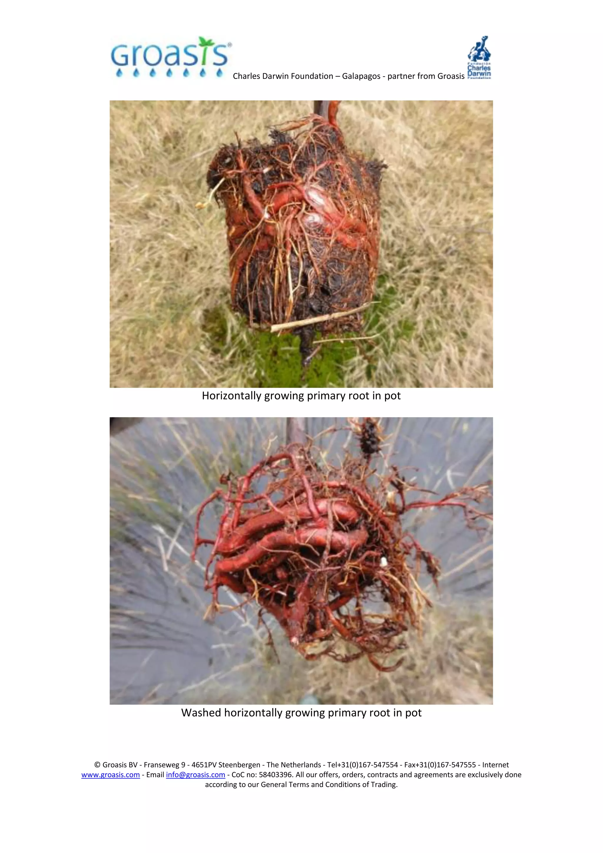 Charles Darwin Foundation – Galapagos - partner from Groasis
© Groasis BV - Franseweg 9 - 4651PV Steenbergen - The Netherlands - Tel+31(0)167-547554 - Fax+31(0)167-547555 - Internet
www.groasis.com - Email info@groasis.com - CoC no: 58403396. All our offers, orders, contracts and agreements are exclusively done
according to our General Terms and Conditions of Trading.
Horizontally growing primary root in pot
Washed horizontally growing primary root in pot
 