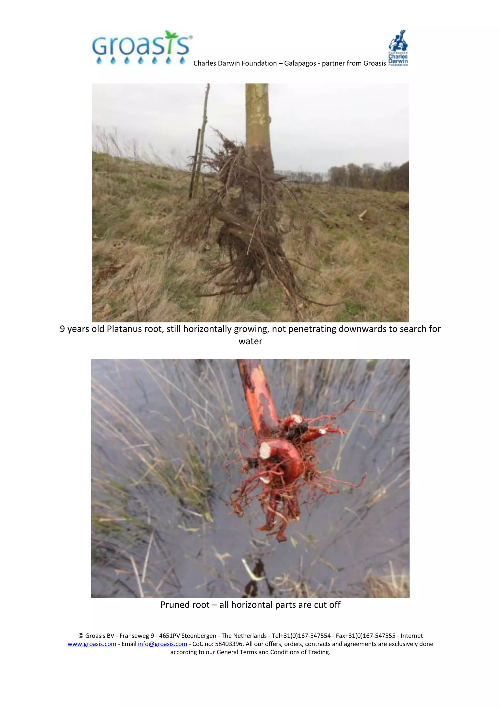 Charles Darwin Foundation – Galapagos - partner from Groasis
© Groasis BV - Franseweg 9 - 4651PV Steenbergen - The Netherlands - Tel+31(0)167-547554 - Fax+31(0)167-547555 - Internet
www.groasis.com - Email info@groasis.com - CoC no: 58403396. All our offers, orders, contracts and agreements are exclusively done
according to our General Terms and Conditions of Trading.
9 years old Platanus root, still horizontally growing, not penetrating downwards to search for
water
Pruned root – all horizontal parts are cut off
 