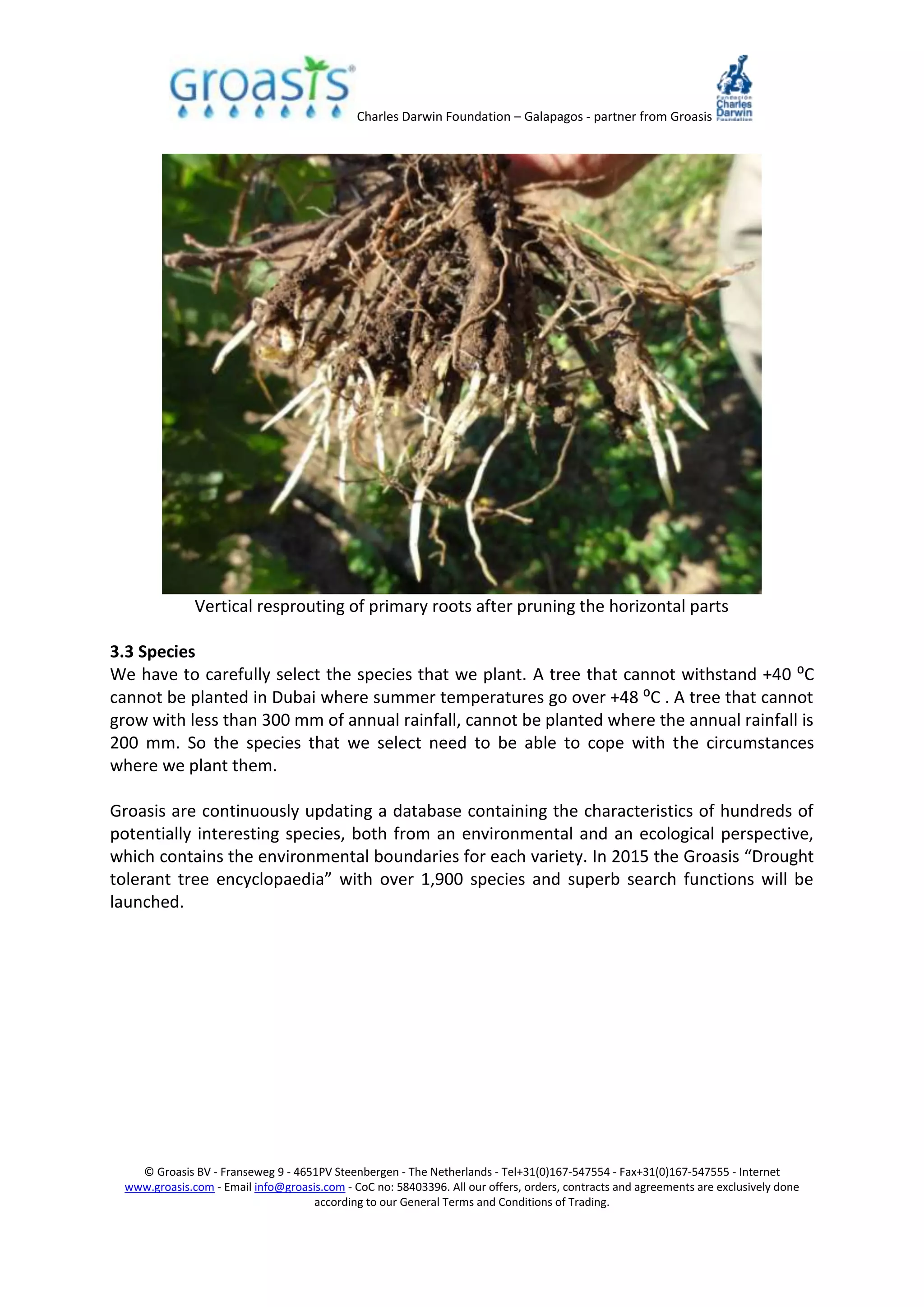 Charles Darwin Foundation – Galapagos - partner from Groasis
© Groasis BV - Franseweg 9 - 4651PV Steenbergen - The Netherlands - Tel+31(0)167-547554 - Fax+31(0)167-547555 - Internet
www.groasis.com - Email info@groasis.com - CoC no: 58403396. All our offers, orders, contracts and agreements are exclusively done
according to our General Terms and Conditions of Trading.
Vertical resprouting of primary roots after pruning the horizontal parts
3.3 Species
We have to carefully select the species that we plant. A tree that cannot withstand +40 ⁰C
cannot be planted in Dubai where summer temperatures go over +48 ⁰C . A tree that cannot
grow with less than 300 mm of annual rainfall, cannot be planted where the annual rainfall is
200 mm. So the species that we select need to be able to cope with the circumstances
where we plant them.
Groasis are continuously updating a database containing the characteristics of hundreds of
potentially interesting species, both from an environmental and an ecological perspective,
which contains the environmental boundaries for each variety. In 2015 the Groasis “Drought
tolerant tree encyclopaedia” with over 1,900 species and superb search functions will be
launched.
 