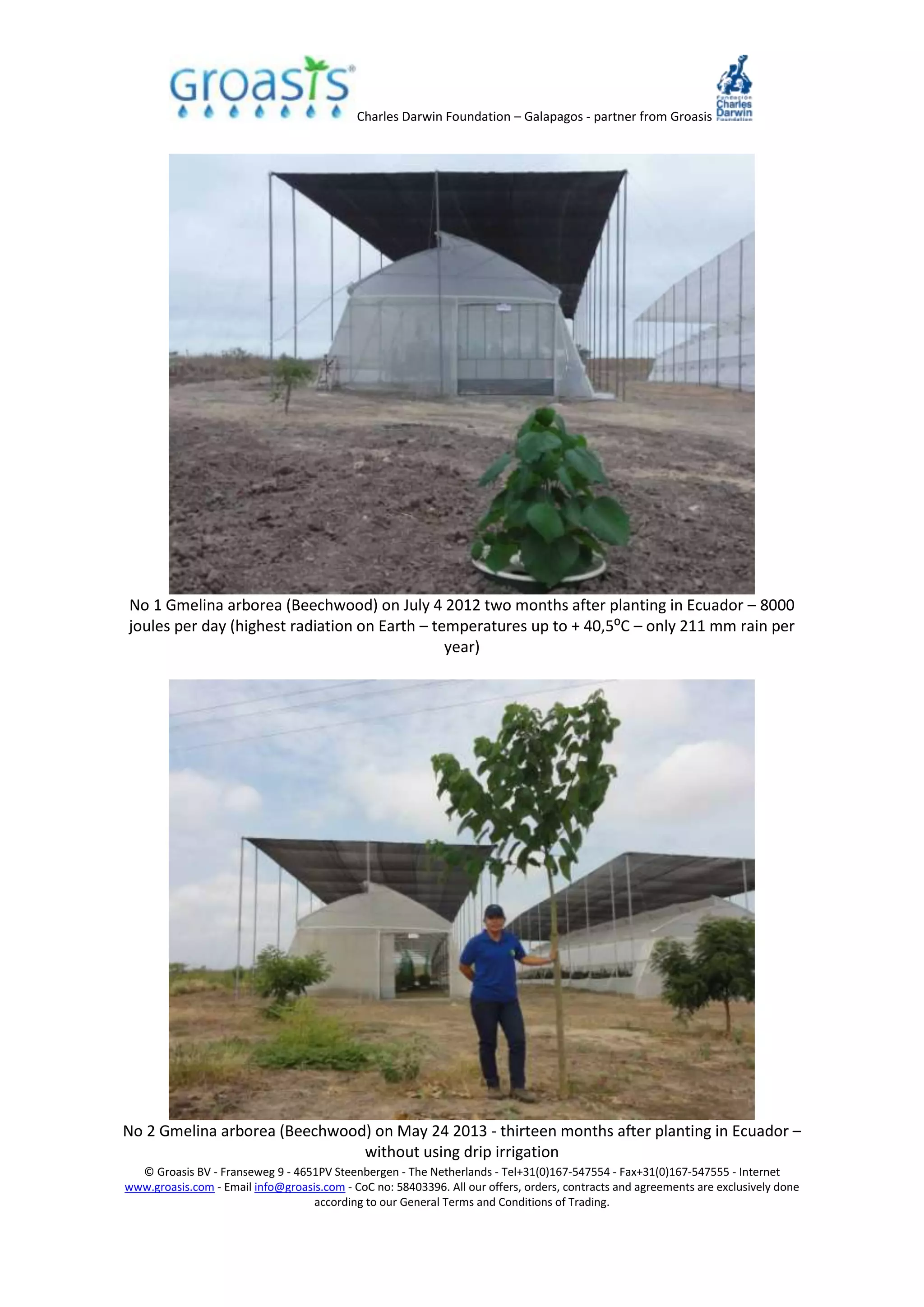 Charles Darwin Foundation – Galapagos - partner from Groasis
© Groasis BV - Franseweg 9 - 4651PV Steenbergen - The Netherlands - Tel+31(0)167-547554 - Fax+31(0)167-547555 - Internet
www.groasis.com - Email info@groasis.com - CoC no: 58403396. All our offers, orders, contracts and agreements are exclusively done
according to our General Terms and Conditions of Trading.
No 1 Gmelina arborea (Beechwood) on July 4 2012 two months after planting in Ecuador – 8000
joules per day (highest radiation on Earth – temperatures up to + 40,5⁰C – only 211 mm rain per
year)
No 2 Gmelina arborea (Beechwood) on May 24 2013 - thirteen months after planting in Ecuador –
without using drip irrigation
 
