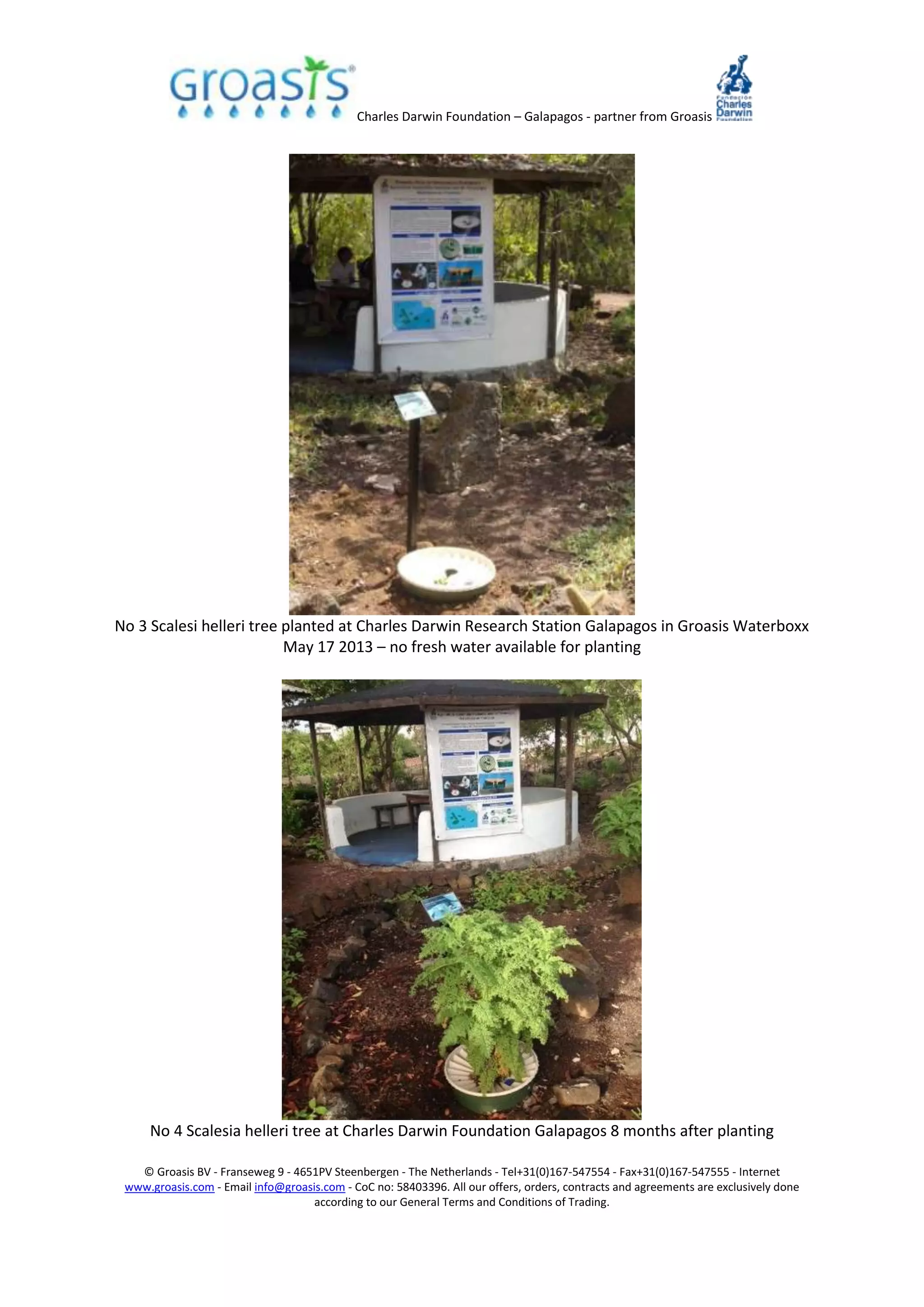 Charles Darwin Foundation – Galapagos - partner from Groasis
© Groasis BV - Franseweg 9 - 4651PV Steenbergen - The Netherlands - Tel+31(0)167-547554 - Fax+31(0)167-547555 - Internet
www.groasis.com - Email info@groasis.com - CoC no: 58403396. All our offers, orders, contracts and agreements are exclusively done
according to our General Terms and Conditions of Trading.
No 3 Scalesi helleri tree planted at Charles Darwin Research Station Galapagos in Groasis Waterboxx
May 17 2013 – no fresh water available for planting
No 4 Scalesia helleri tree at Charles Darwin Foundation Galapagos 8 months after planting
 