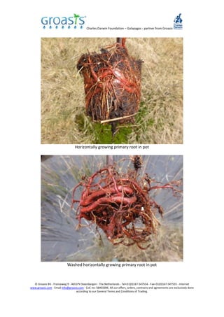Charles Darwin Foundation – Galapagos - partner from Groasis
© Groasis BV - Franseweg 9 - 4651PV Steenbergen - The Netherlands - Tel+31(0)167-547554 - Fax+31(0)167-547555 - Internet
www.groasis.com - Email info@groasis.com - CoC no: 58403396. All our offers, orders, contracts and agreements are exclusively done
according to our General Terms and Conditions of Trading.
Horizontally growing primary root in pot
Washed horizontally growing primary root in pot
 