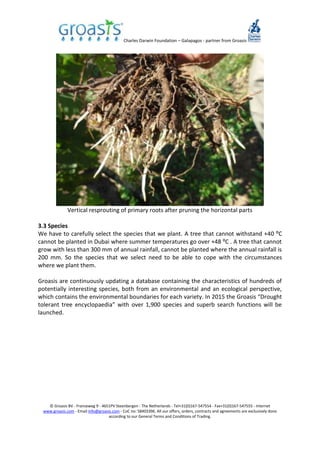 Charles Darwin Foundation – Galapagos - partner from Groasis
© Groasis BV - Franseweg 9 - 4651PV Steenbergen - The Netherlands - Tel+31(0)167-547554 - Fax+31(0)167-547555 - Internet
www.groasis.com - Email info@groasis.com - CoC no: 58403396. All our offers, orders, contracts and agreements are exclusively done
according to our General Terms and Conditions of Trading.
Vertical resprouting of primary roots after pruning the horizontal parts
3.3 Species
We have to carefully select the species that we plant. A tree that cannot withstand +40 ⁰C
cannot be planted in Dubai where summer temperatures go over +48 ⁰C . A tree that cannot
grow with less than 300 mm of annual rainfall, cannot be planted where the annual rainfall is
200 mm. So the species that we select need to be able to cope with the circumstances
where we plant them.
Groasis are continuously updating a database containing the characteristics of hundreds of
potentially interesting species, both from an environmental and an ecological perspective,
which contains the environmental boundaries for each variety. In 2015 the Groasis “Drought
tolerant tree encyclopaedia” with over 1,900 species and superb search functions will be
launched.
 