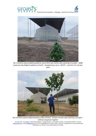 Charles Darwin Foundation – Galapagos - partner from Groasis
© Groasis BV - Franseweg 9 - 4651PV Steenbergen - The Netherlands - Tel+31(0)167-547554 - Fax+31(0)167-547555 - Internet
www.groasis.com - Email info@groasis.com - CoC no: 58403396. All our offers, orders, contracts and agreements are exclusively done
according to our General Terms and Conditions of Trading.
No 1 Gmelina arborea (Beechwood) on July 4 2012 two months after planting in Ecuador – 8000
joules per day (highest radiation on Earth – temperatures up to + 40,5⁰C – only 211 mm rain per
year)
No 2 Gmelina arborea (Beechwood) on May 24 2013 - thirteen months after planting in Ecuador –
without using drip irrigation
 