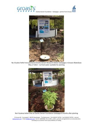 Charles Darwin Foundation – Galapagos - partner from Groasis
© Groasis BV - Franseweg 9 - 4651PV Steenbergen - The Netherlands - Tel+31(0)167-547554 - Fax+31(0)167-547555 - Internet
www.groasis.com - Email info@groasis.com - CoC no: 58403396. All our offers, orders, contracts and agreements are exclusively done
according to our General Terms and Conditions of Trading.
No 3 Scalesi helleri tree planted at Charles Darwin Research Station Galapagos in Groasis Waterboxx
May 17 2013 – no fresh water available for planting
No 4 Scalesia helleri tree at Charles Darwin Foundation Galapagos 8 months after planting
 