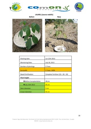 30 
Proyecto ‘Agua Vida Naturaleza’, Río Verde, km 33 vía Salinas‐Apartado postal 09‐01‐11258 ‐ Prov. de Santa Elena – Ecuador 
REP202‐ 1 www.fuente‐de‐vida.com  
 
LAUREL (Laurus nobilis) 
Before  Now 
 
 
Planting date:  Jun 22th 2012
Monitoring Date:  July 30, 2013 
Number of plantings:  5 Trees 
Survival%:  5 Trees. 100% 
Based Fertilization:  Complete Fertilizer (10 – 30 ‐ 10) 
Plant height:   
Before transplantation 28 cm
July 15th 2013  95 cm
Stem diameter:  5 cm
Crown diameter:  65 cm
 
 
 
 
 
 
 
 
 
 
 
 
