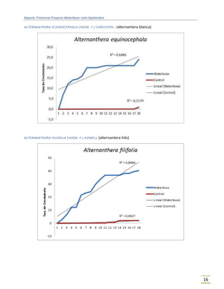 Reporte Trimestral Proyecto Waterboxx: Julio-Septiembre
16
ALTERNANTHERA ECHINOCEPHALA (HOOK. F.) CHRISTOPH. (alternantera blanca)
ALTERNANTHERA FILIFOLIA (HOOK. F.) HOWELL (alternantera hilo)
 