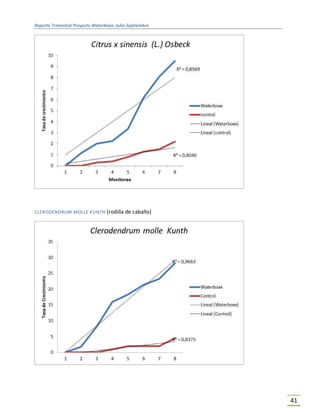 Reporte Trimestral Proyecto Waterboxx: Julio-Septiembre
41
CLERODENDRUM MOLLE KUNTH (rodilla de caballo)
 