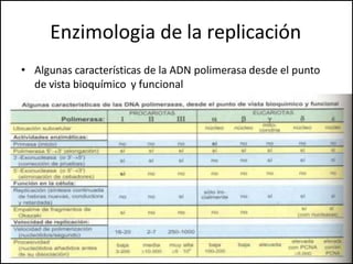 Enzimologia de la replicación
• Algunas características de la ADN polimerasa desde el punto
de vista bioquímico y funcional
 