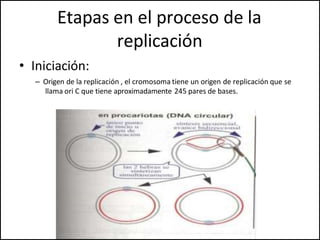 Etapas en el proceso de la
replicación
• Iniciación:
– Origen de la replicación , el cromosoma tiene un origen de replicación que se
llama ori C que tiene aproximadamente 245 pares de bases.
 