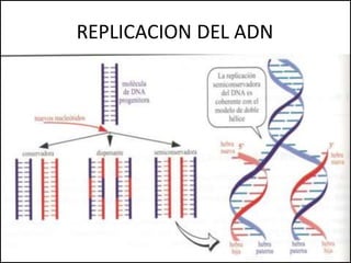 REPLICACION DEL ADN
 