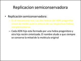 Replicacion semiconservadora
• Replicación semiconservadora:
– Es el mecanismo real. Las dos hebras del ADN progenitor
sirven de molde para la síntesis de sus respectivas hebras
complementarias
– Cada ADN hijo esta formado por una hebra progenitora y
otra hija recién sintetizada. El nombre alude a que siempre
se conserva la mitad de la molécula original
 