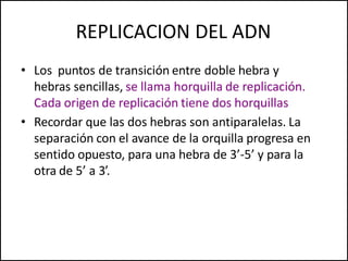 REPLICACION DEL ADN
• Los puntos de transición entre doble hebra y
hebras sencillas, se llama horquilla de replicación.
Cada origen de replicación tiene dos horquillas
• Recordar que las dos hebras son antiparalelas. La
separación con el avance de la orquilla progresa en
sentido opuesto, para una hebra de 3’-5’ y para la
otra de 5’ a 3’.
 