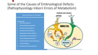 Some of the Causes of Embryological Defects
(Pathophysiology Inborn Errors of Metabolism)
Where the Problems Lie in Each Disease
= genetic defect
1. Acid maltase deficiency
2. Muscle phosphorylase deficiency
3. Debrancher enzyme deficiency
4. Phosphofructokinase deficiency
5. Phosphoglycerate kinase deficiency
6. Phosphoglycerate mutase deficiency
7. Lactate dehydrogenase deficiency
8. Carnitine palymityl transferase deficiency
9. Carnitine deficiency
10. Myoadenylate deaminase deficiency
Skeletal muscles normally depend on energy from carbohydrates and
fats. These fuels can be stored in the muscle (glycogen) or imported
directly from the bloodstream (glucose and fatty acids).
When a genetic defect interferes with the processing of specific fuels,
energy shortages can occur and toxic byproducts may build up.
Some people may be able to bypass their defects by adjusting diet or
exercise to draw energy more efficiently from unaffected pathways.
 