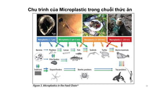 Chu trình của Microplastic trong chuỗi thức ăn
38
 
