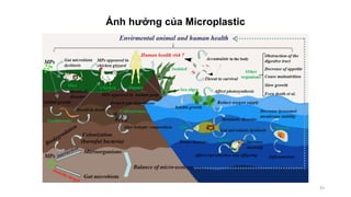Ảnh hưởng của Microplastic
43
 
