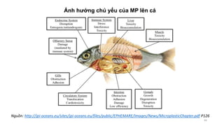 Ảnh hưởng chủ yếu của MP lên cá
44
Nguồn: http://jpi-oceans.eu/sites/jpi-oceans.eu/files/public/EPHEMARE/Images/News/MicroplasticChapter.pdf P126
 